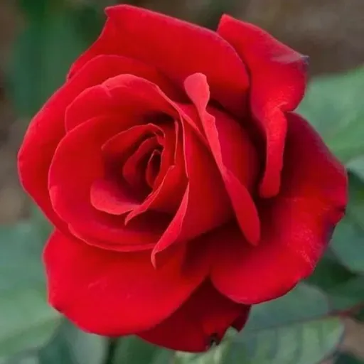 Скриншот 2 — Beautiful Flowers & Roses Pics