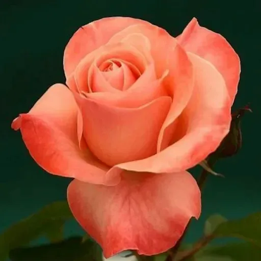 Скриншот 3 — Beautiful Flowers & Roses Pics