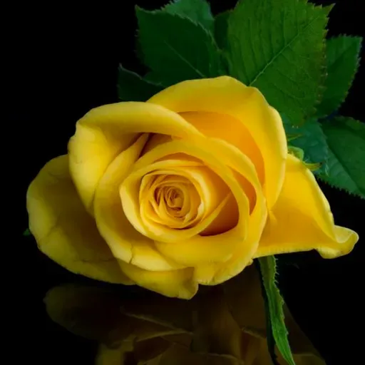 Скриншот 5 — Beautiful Flowers & Roses Pics