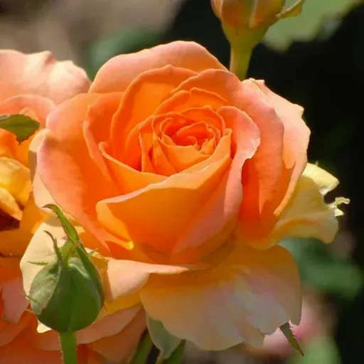 Скриншот 7 — Beautiful Flowers & Roses Pics