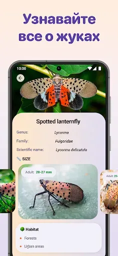 Скриншот 5 — Bug ID - Insect Identifier