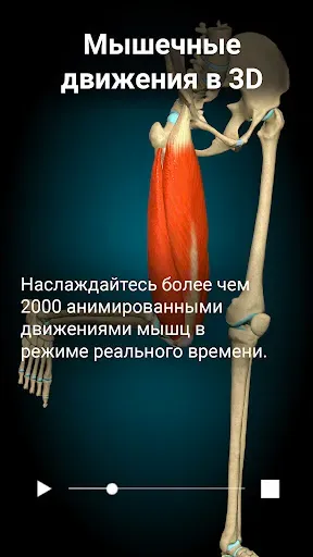 Скриншот 2 — Anatomy Learning - 3D анатомия