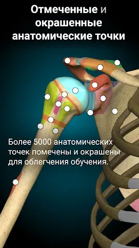Скриншот 3 — Anatomy Learning - 3D анатомия