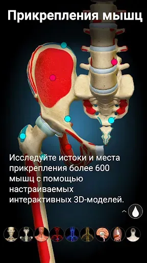 Скриншот 4 — Anatomy Learning - 3D анатомия