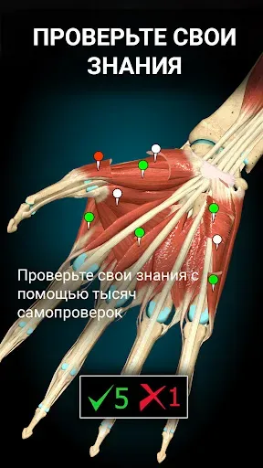 Скриншот 5 — Anatomy Learning - 3D анатомия
