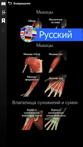 Скриншот 6 — Anatomy Learning - 3D анатомия