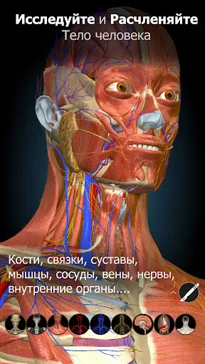 Скриншот 7 — Anatomy Learning - 3D анатомия