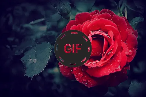 Скриншот 3 — Flowers And Roses Animated GIF