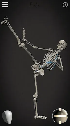 Скриншот 3 — Skelly: Poseable Anatomy Model