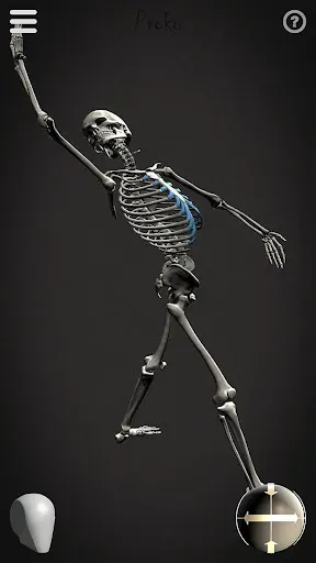 Скриншот 6 — Skelly: Poseable Anatomy Model