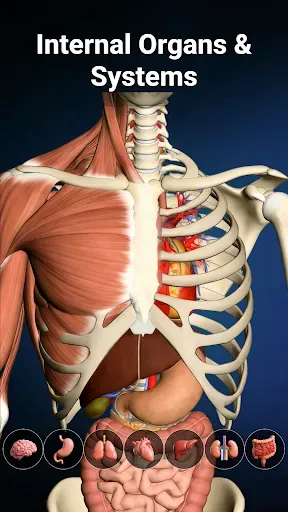 Скриншот 2 — Anatomy Learn