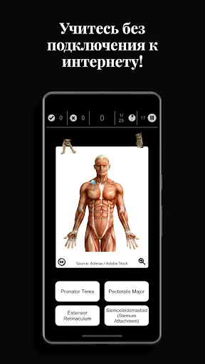 Скриншот 3 — Anatomist — игра по анатомии