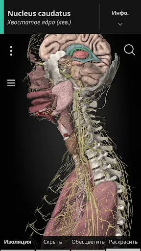 Скриншот 1 — Anatomyka - 3D анатомия