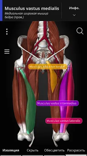 Скриншот 2 — Anatomyka - 3D анатомия