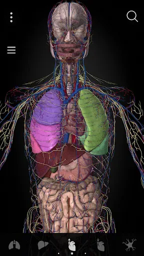 Скриншот 4 — Anatomyka - 3D анатомия