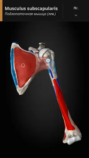 Скриншот 5 — Anatomyka - 3D анатомия