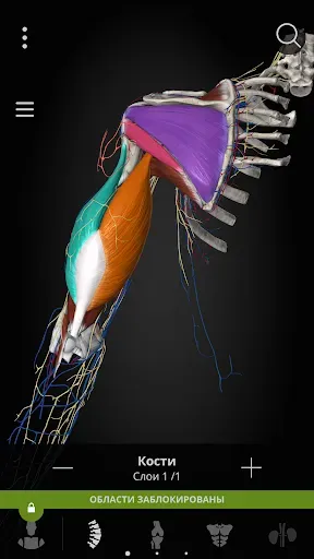 Скриншот 7 — Anatomyka - 3D анатомия