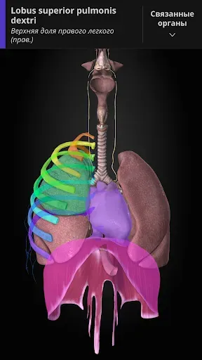 Скриншот 8 — Anatomyka - 3D анатомия