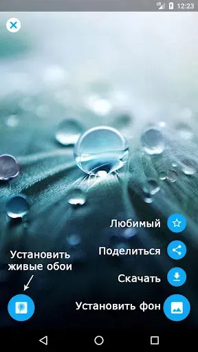 Скриншот 5 — Одуванчик живые обои