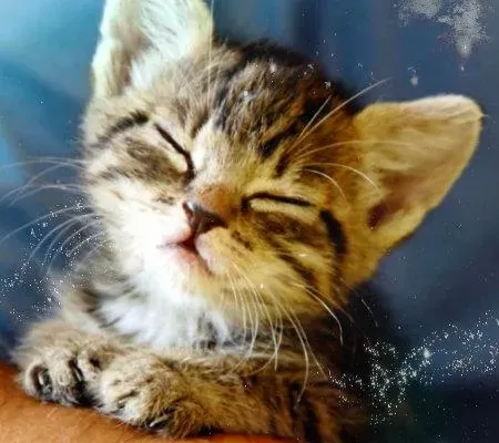 Скриншот 4 — Милые котята обои