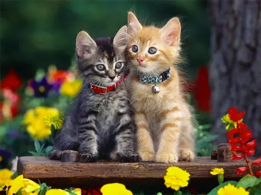 Скриншот 8 — Милые котята обои