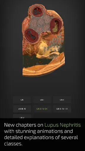 Скриншот 8 — INSIGHT KIDNEY