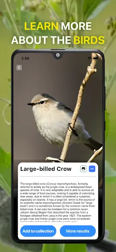 Скриншот 4 — Bird Sound Identifier Bird ID