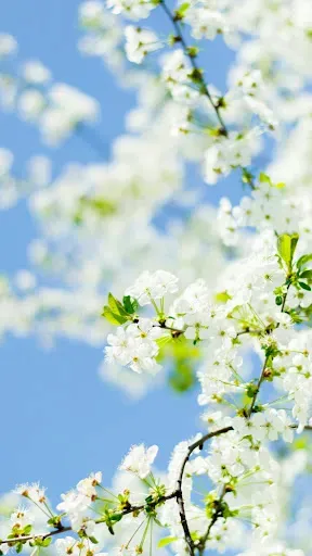 Скриншот 1 — Spring Flower Wallpaper