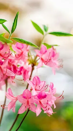 Скриншот 2 — Spring Flower Wallpaper