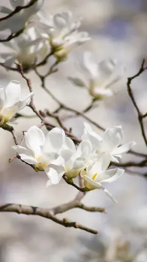 Скриншот 3 — Spring Flower Wallpaper