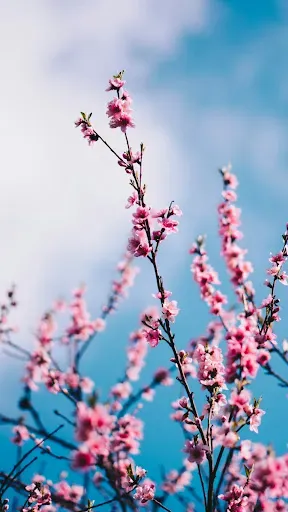 Скриншот 4 — Spring Flower Wallpaper
