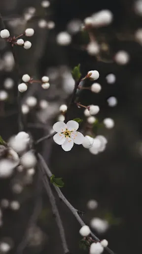 Скриншот 5 — Spring Flower Wallpaper