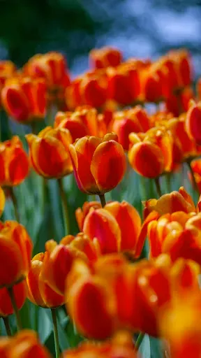 Скриншот 6 — Spring Flower Wallpaper