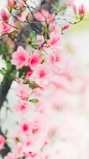 Скриншот 7 — Spring Flower Wallpaper