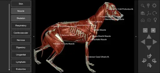 Скриншот 2 — 3D Dog Anatomy