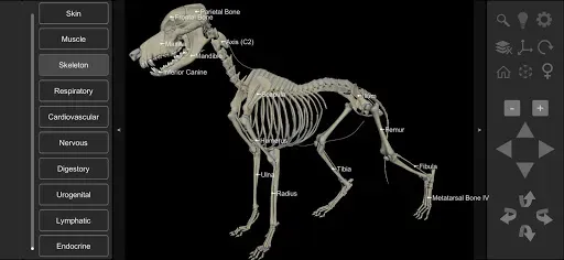 Скриншот 3 — 3D Dog Anatomy