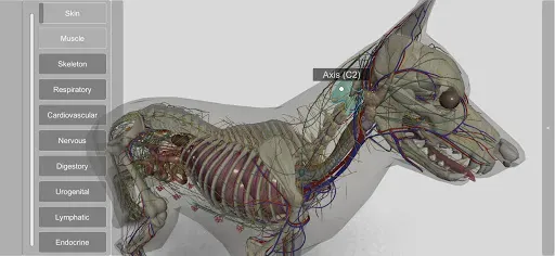 Скриншот 4 — 3D Dog Anatomy