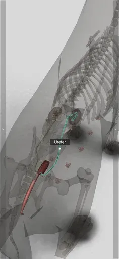 Скриншот 5 — 3D Dog Anatomy
