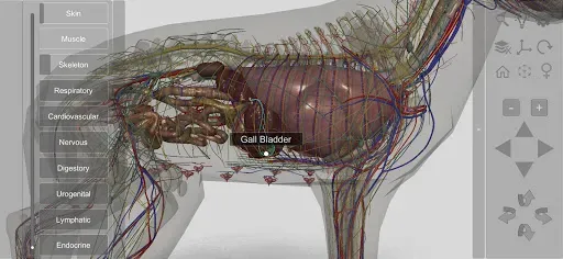 Скриншот 6 — 3D Dog Anatomy