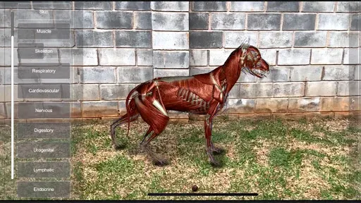 Скриншот 7 — 3D Dog Anatomy