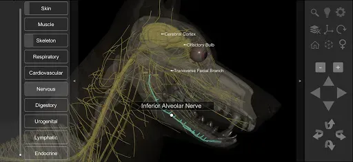 Скриншот 8 — 3D Dog Anatomy