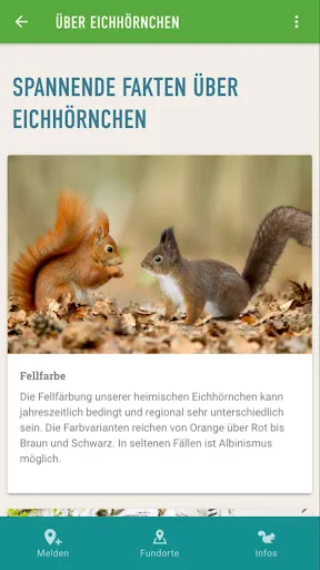 Скриншот 2 — Eichhörnchen in Bayern