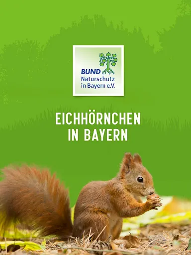 Скриншот 6 — Eichhörnchen in Bayern