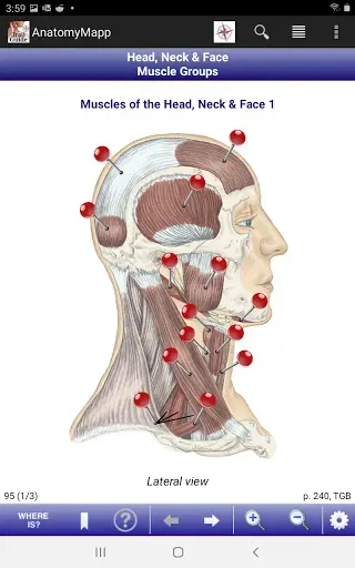 Скриншот 7 — AnatomyMapp