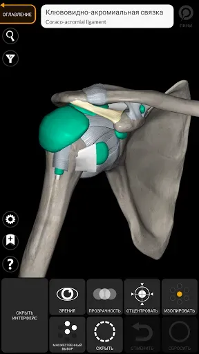 Скриншот 4 — Анатомия - 3D Атлас