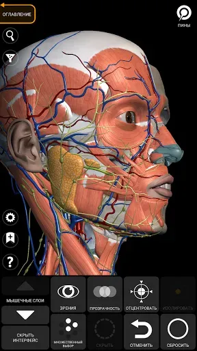 Скриншот 8 — Анатомия - 3D Атлас