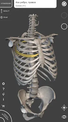 Скриншот 1 — Скелет | 3D Анатомии