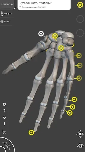 Скриншот 2 — Скелет | 3D Анатомии