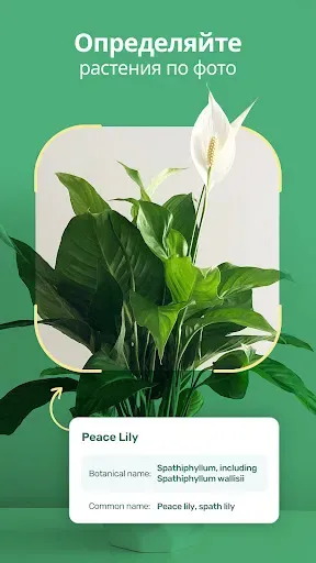 Скриншот 8 — Blossom - Определение растений