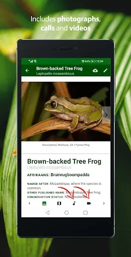 Скриншот 3 — Frogs of Southern Africa LITE